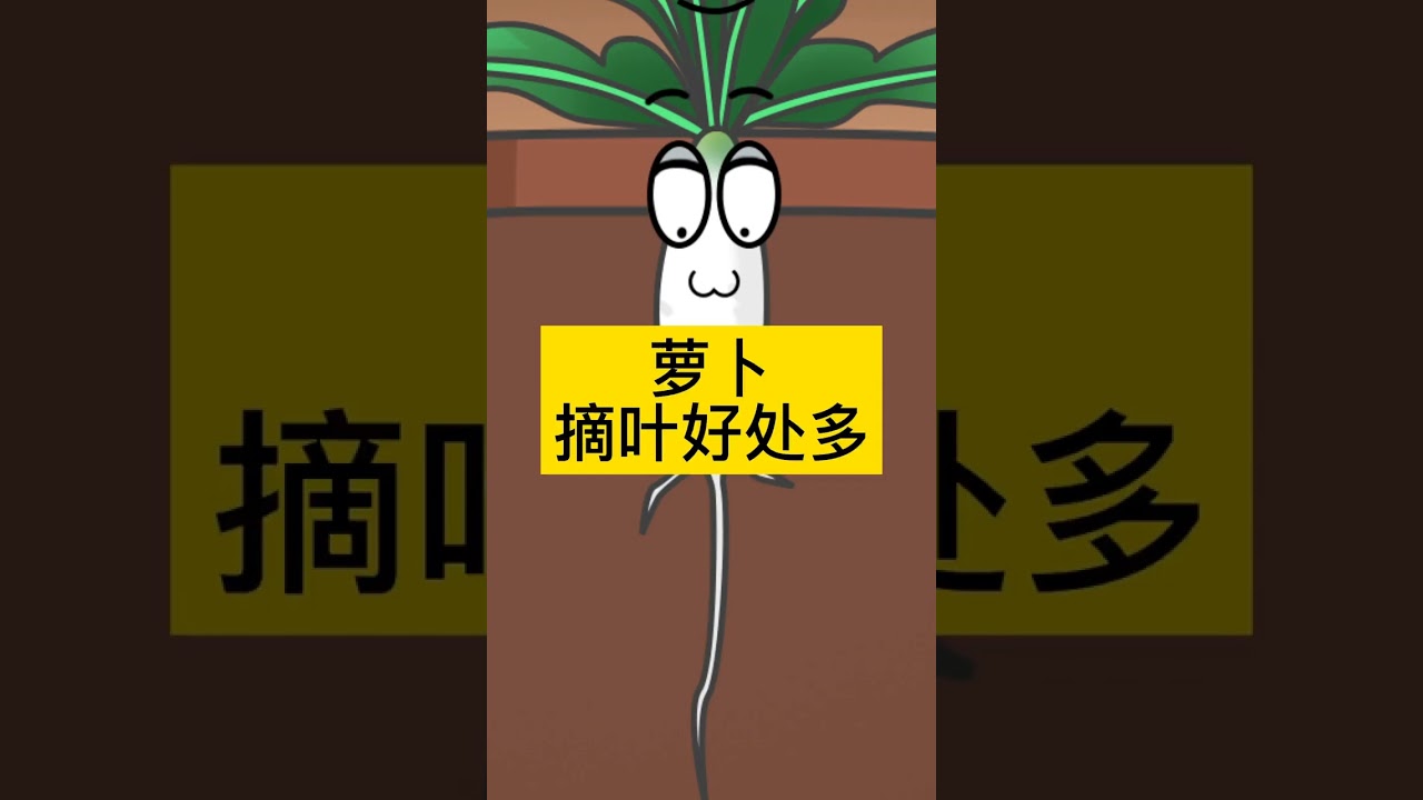 萝卜摘叶好处多# 三农种植 #種菜小技巧  #新農人