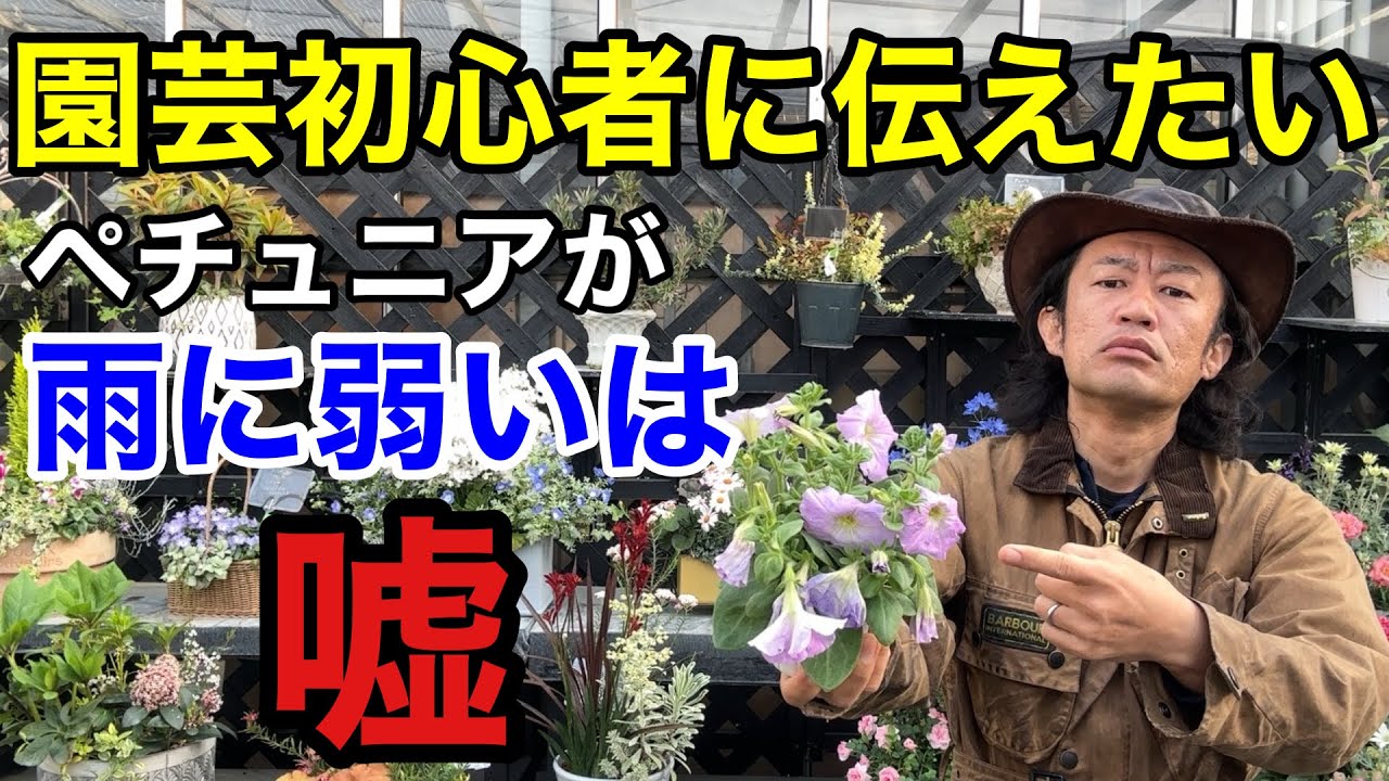 【たったこれだけ】ペチュニアを秋まで綺麗に咲かせるコツ教えます　　　　　【カーメン君】【園芸】【ガーデニング】【初心者】