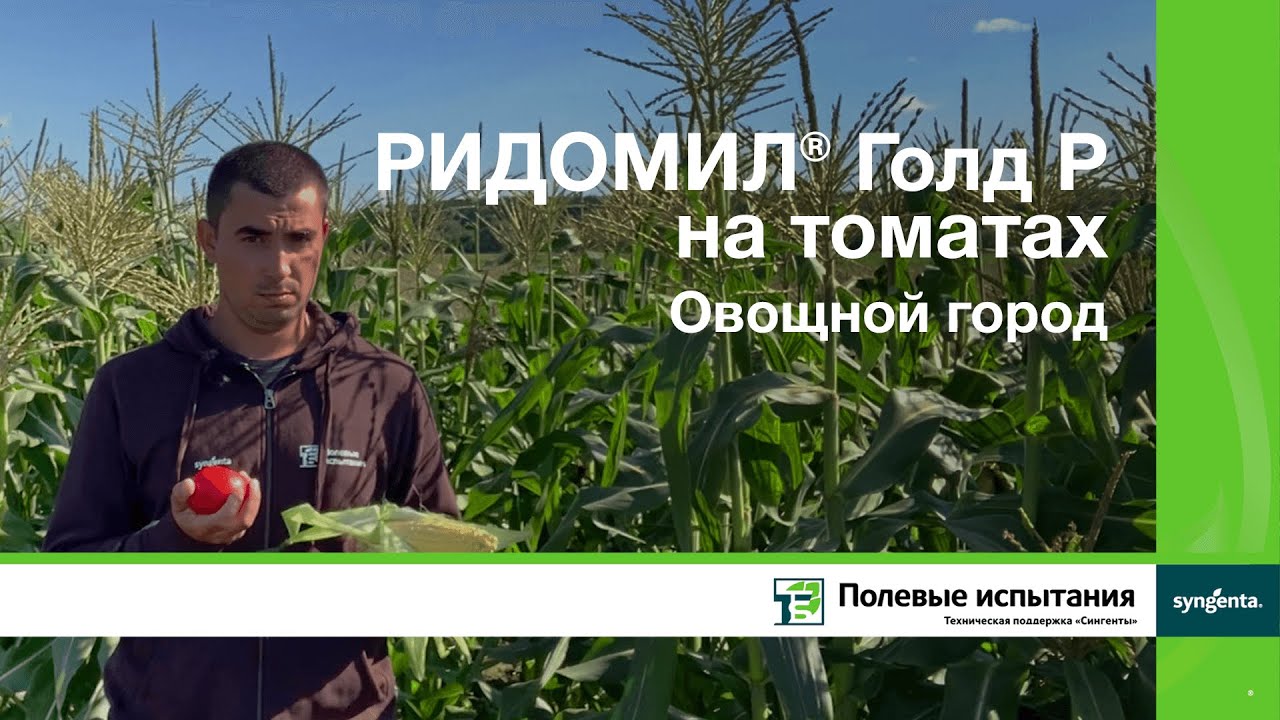 РИДОМИЛ&reg; Голд Р на томатах, Овощной город