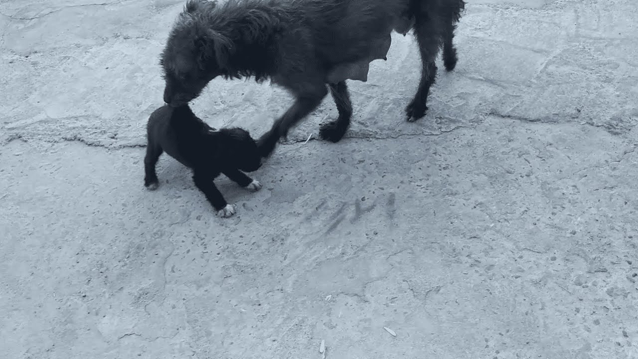 Rescue of cute homeless puppies | I feed homeless animals #streetdog #homelessdog