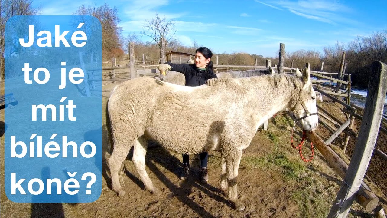 Jak&eacute; to je m&iacute;t b&iacute;l&eacute;ho koně? 😀 Co děl&aacute;me s koněm když je venku led⎪VLOG