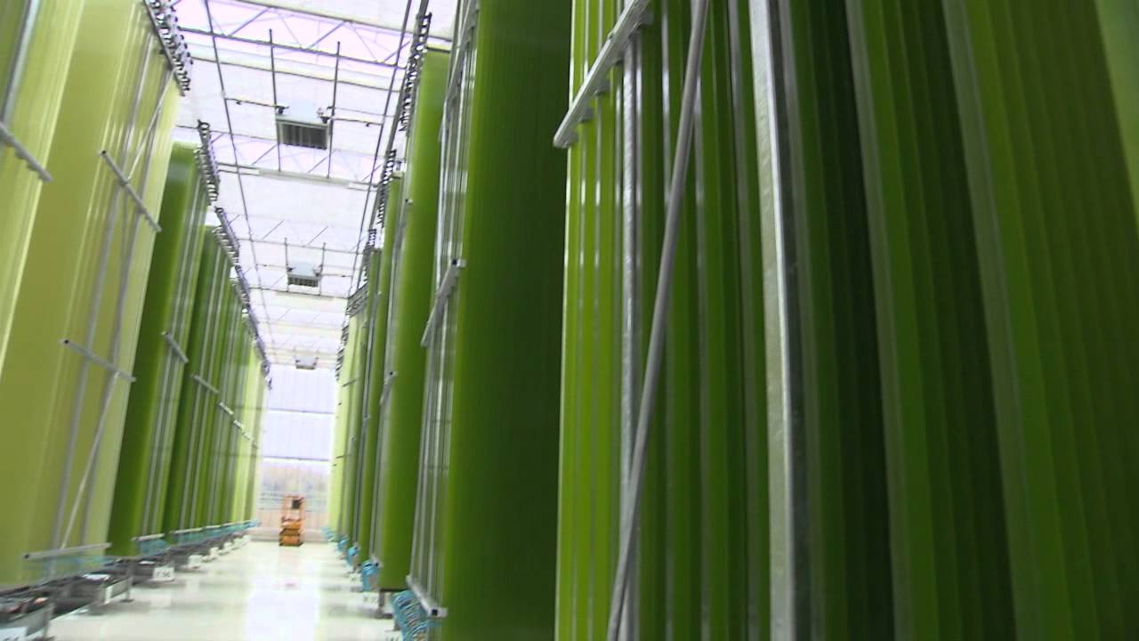 Algen liefern Öl und Bio-Treibstoff