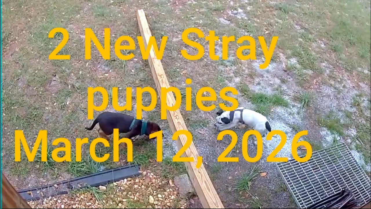 March 12, 2026 (2 new stray puppies showed up today)