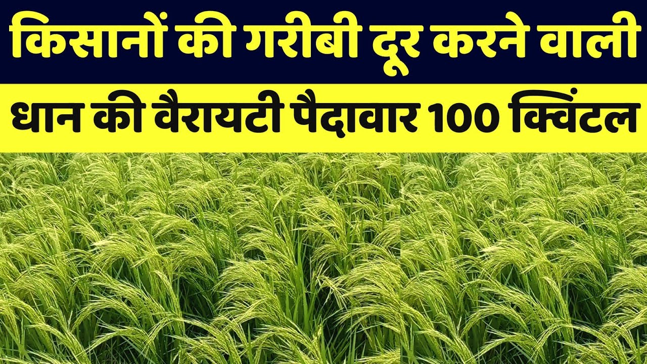 किसानो की गरीबी दूर करने वाली धान की वैरायटी पैदावार 100 कुंटल || Dhaan Ki Top 4 Variety 2024