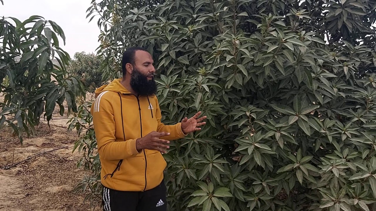 صنف المانجو صديقه يحقق اعلى عائد اقتصادي في الاستثمار في الزراعه في المنيا والواحات والوادي الجديد