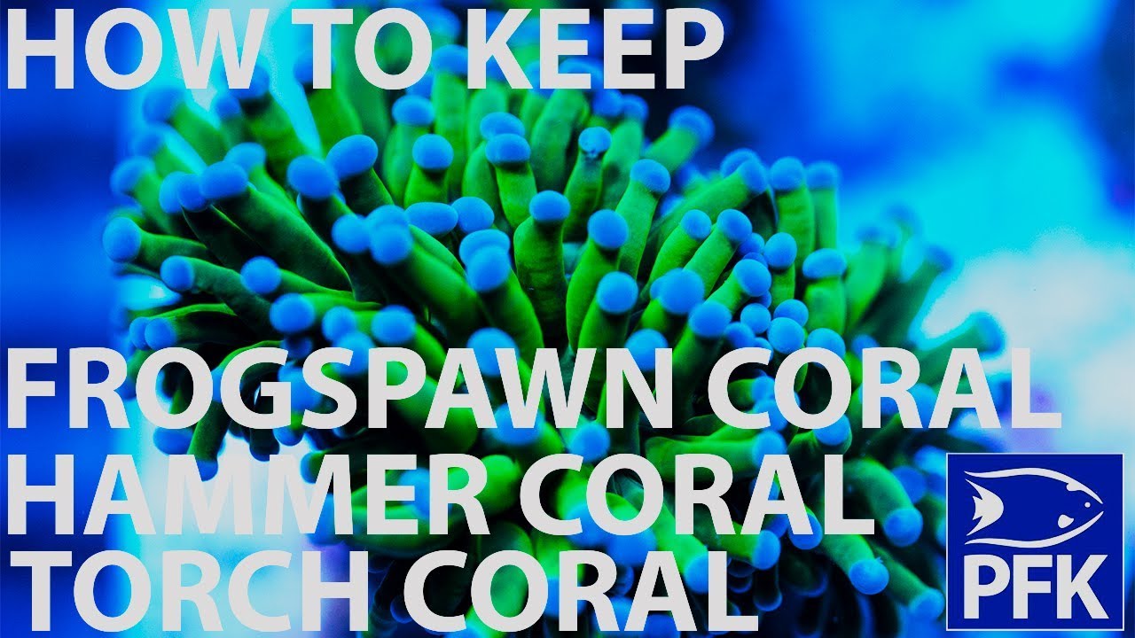 How to take care of Torch, Hammer and frogspawn coral - Euphyllia genus