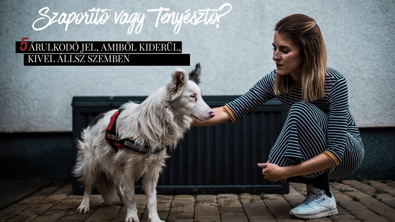 SZAPORÍTÓ VAGY TENYÉSZTŐ? | Vackor kutya története | BC Fajtamentő Egyesületnél jártunk
