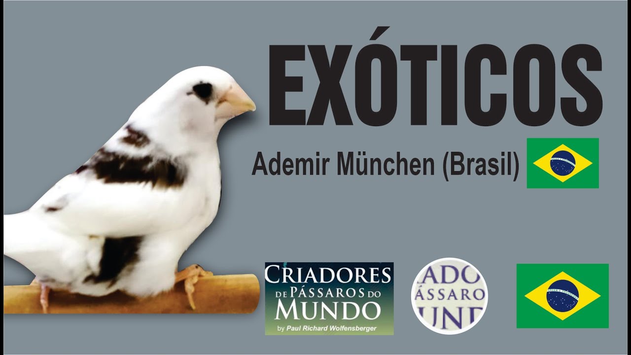 Criadouro Pássaro Feliz - Exóticos