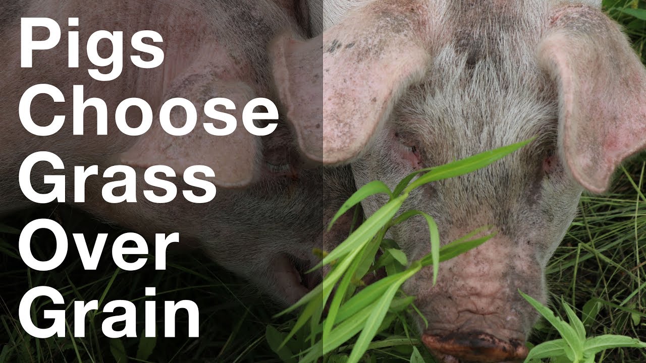 Pigs Choose Grass Over Grain