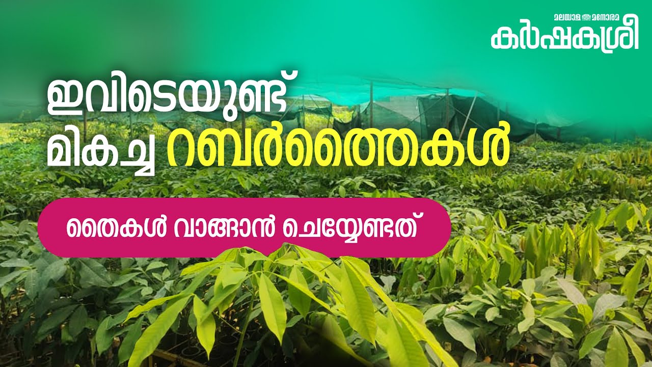ഇവിടെയുണ്ട് മികച്ച റബർത്തൈകൾ: തൈകൾ വാങ്ങാൻ ചെയ്യേണ്ടത് | Karshakasree | Rubber