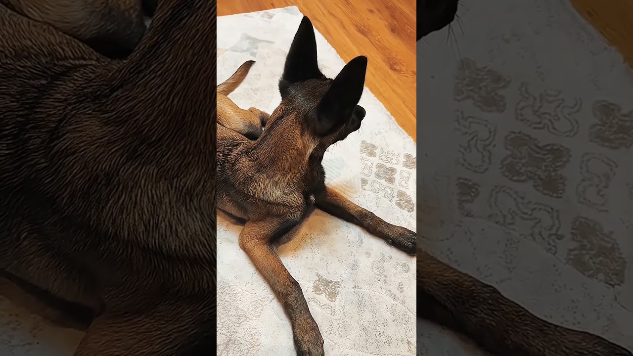 dog collar #k9dog #k9#malinois #petshub #dogaccessories #dogshorts #belgianmalinois