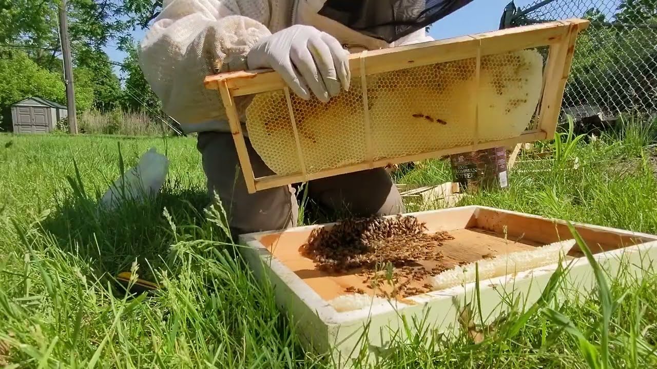 How to Transfer Cut Out and Swarm Trap Comb to Frames