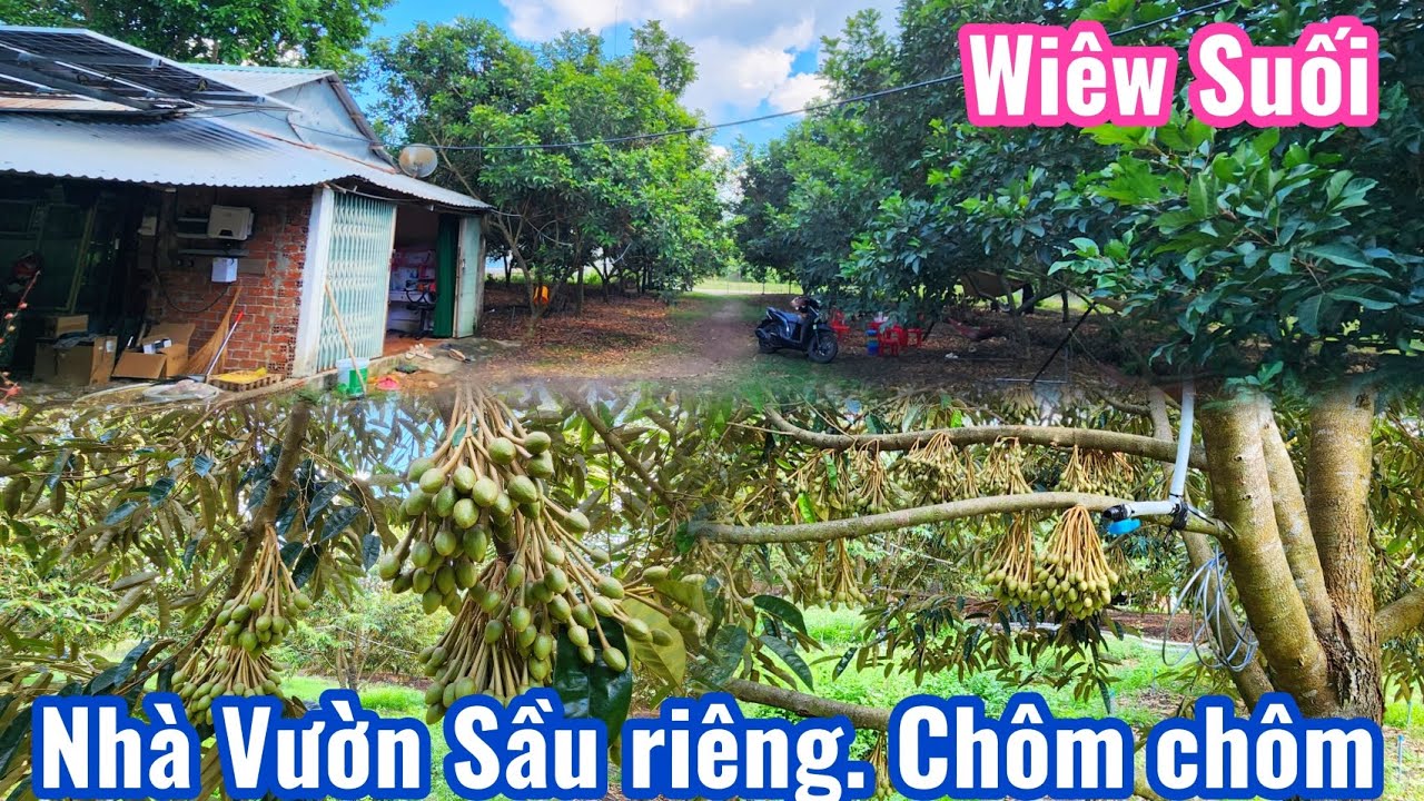 S.56.Bán Nhà Vườn Sầu riêng. CHÔM CHÔM, Wiêw Suối tuyệt đẹp Thu Mạnh Sẳn 100m2Tc S=8462m2