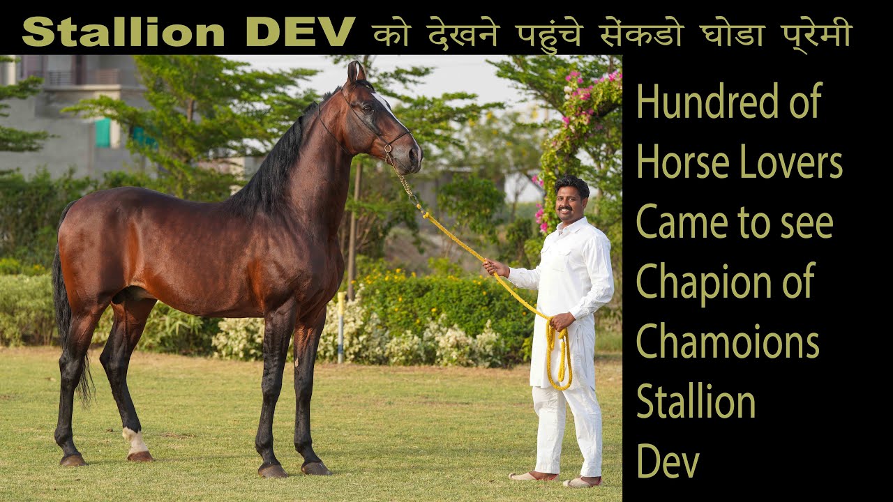 Champion Of Champion stallion DEV को देखने पहुंचे सेंकडो घोडा प्रेमी