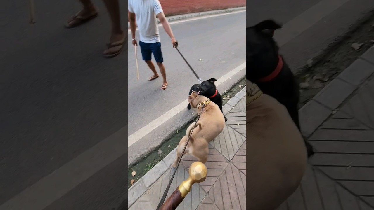 Labra vs Bully 🔥🐶🔥                 #amanandbully #pitbulldog #labrador