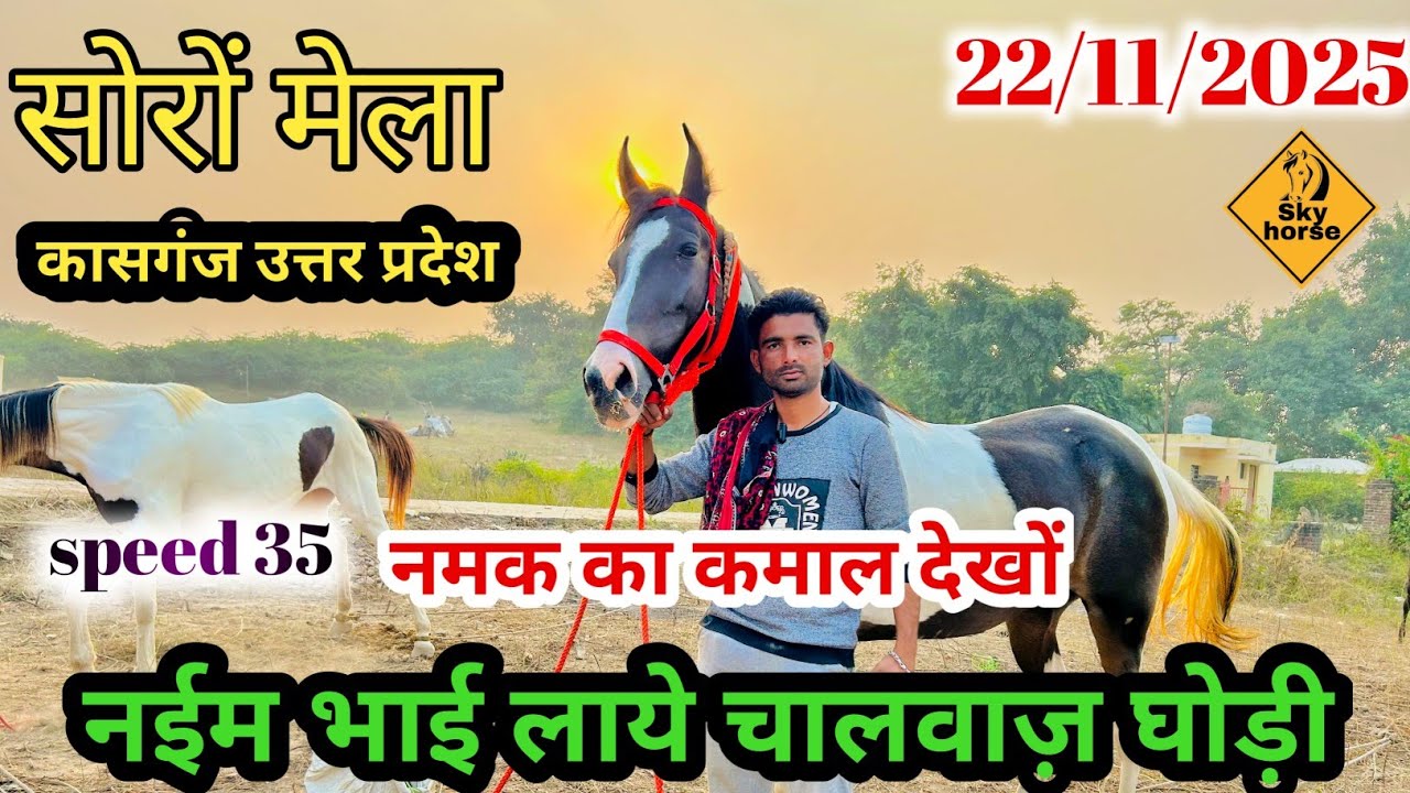 घोड़ा बयापारी ने कहा मेरे जैसे घोड़ा घोड़ी पूरे मेले में नहीं हे | #Soronmela2025