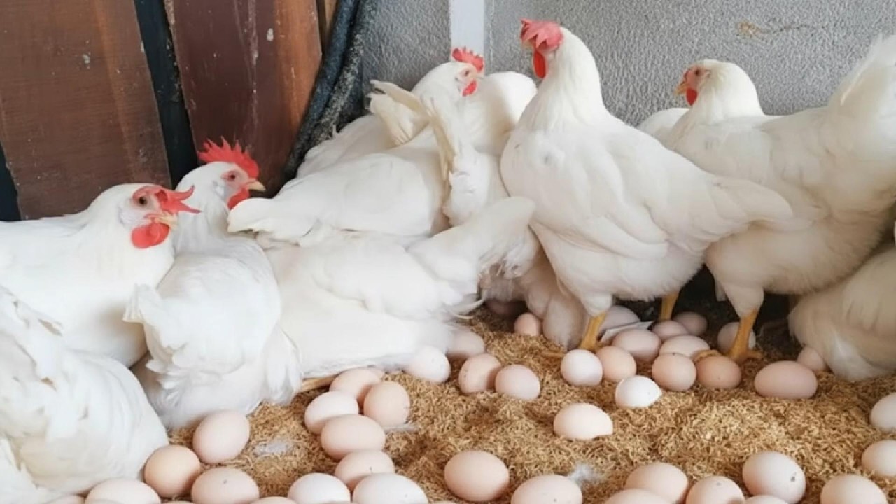 High Productivity Egg Farm | Massive Daily Egg Harvest from Free-Range Laying Hens
