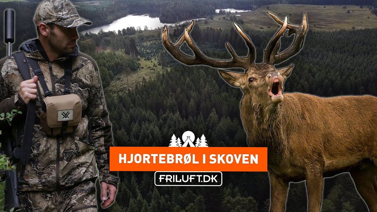 Vi er taget på Brunstjagt efter brølende Kronhjorte