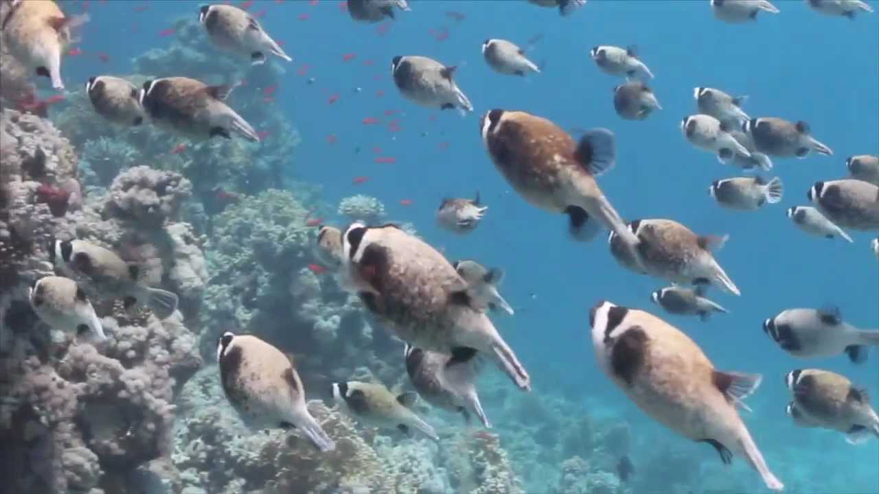 The Tank Bangers - Our Blue..