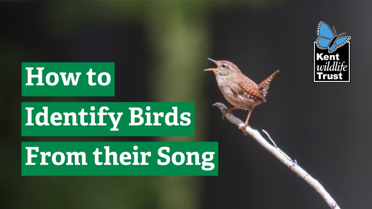 How to identify birds from their songs!