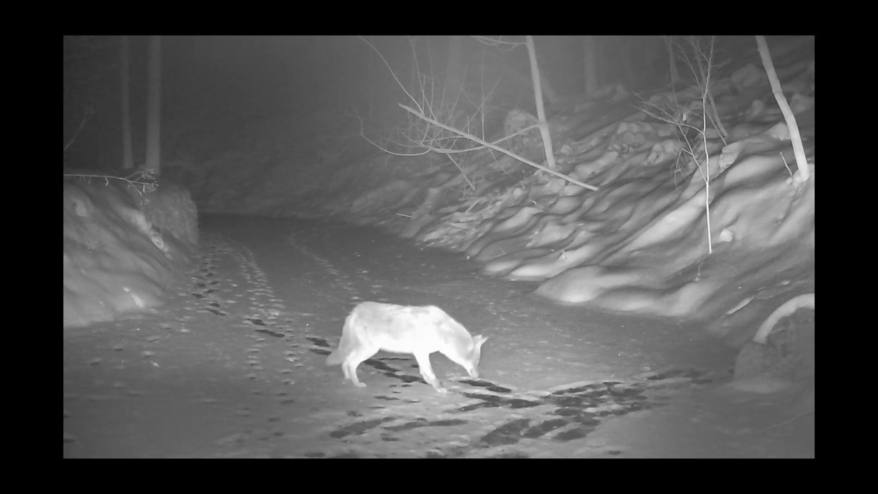 Trail cam - Coyote and deer play on frozen creek at -25C, #trailcam  #nature #wildlife #coyote #deer