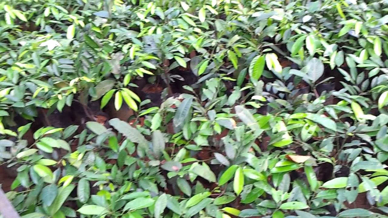 Nutmeg Plantation
