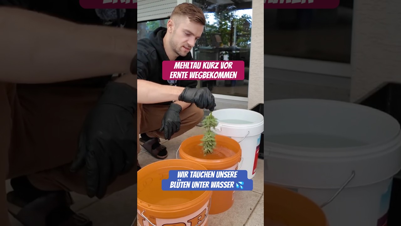 So haben wir Mehltau kurz vor der Ernte wegbekommen 😍🚫 Budwashing - Ganzes Video 👇 #budwash