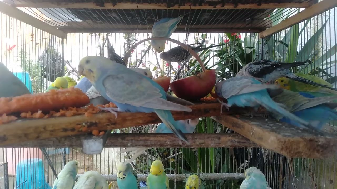 セキセイインコが不思議そうに見る
