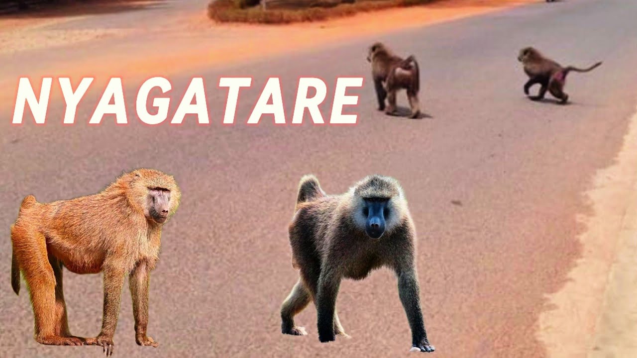 NYAGATARE: INYAMASWA ZITWA IBITERA ZAYOGOJE ABATURAGE, BARASABA KO ZIVANWA MU ISHYAMBA RY'IMIKINGA