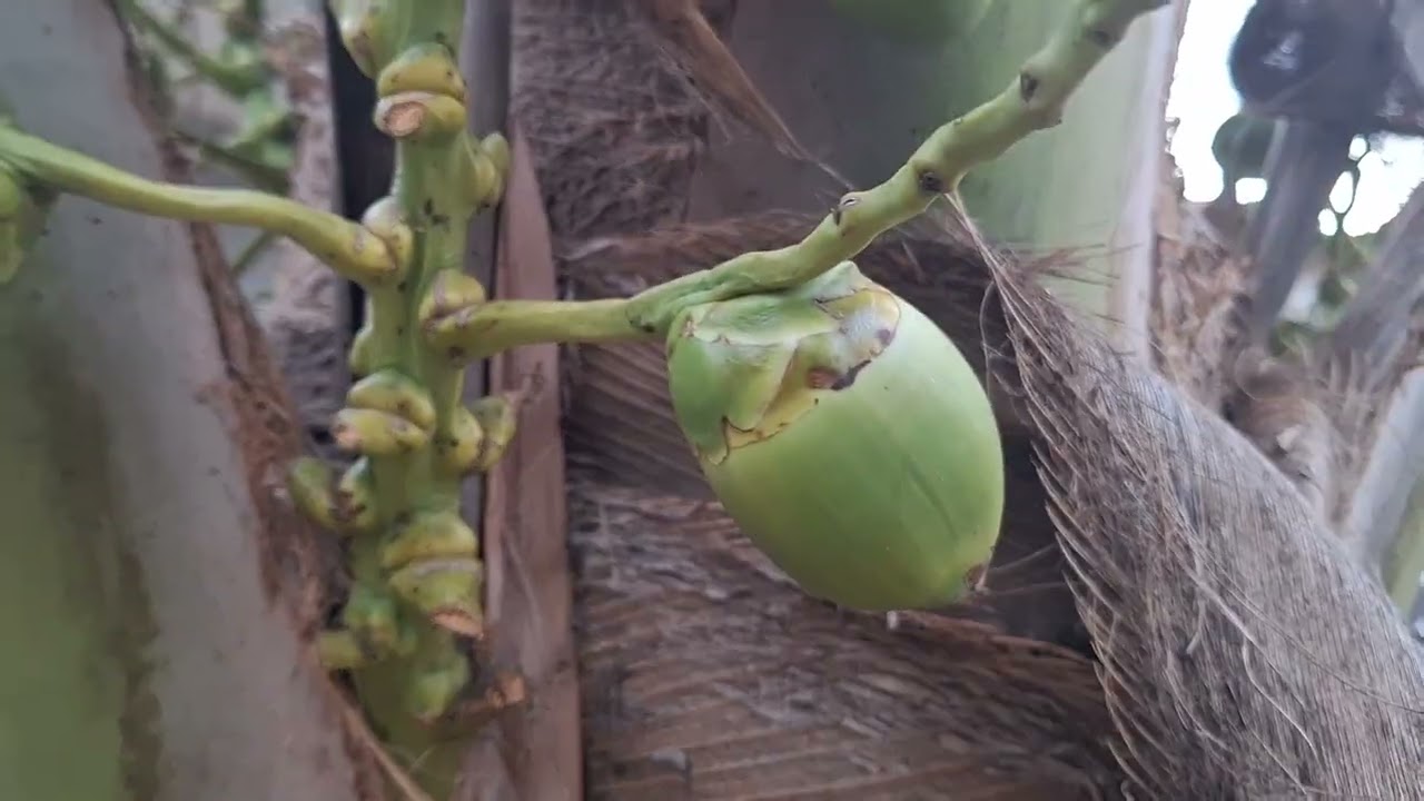 Gente olha a ideia que eu fiz pra vingar os coco que estavam caindo é Deus certo