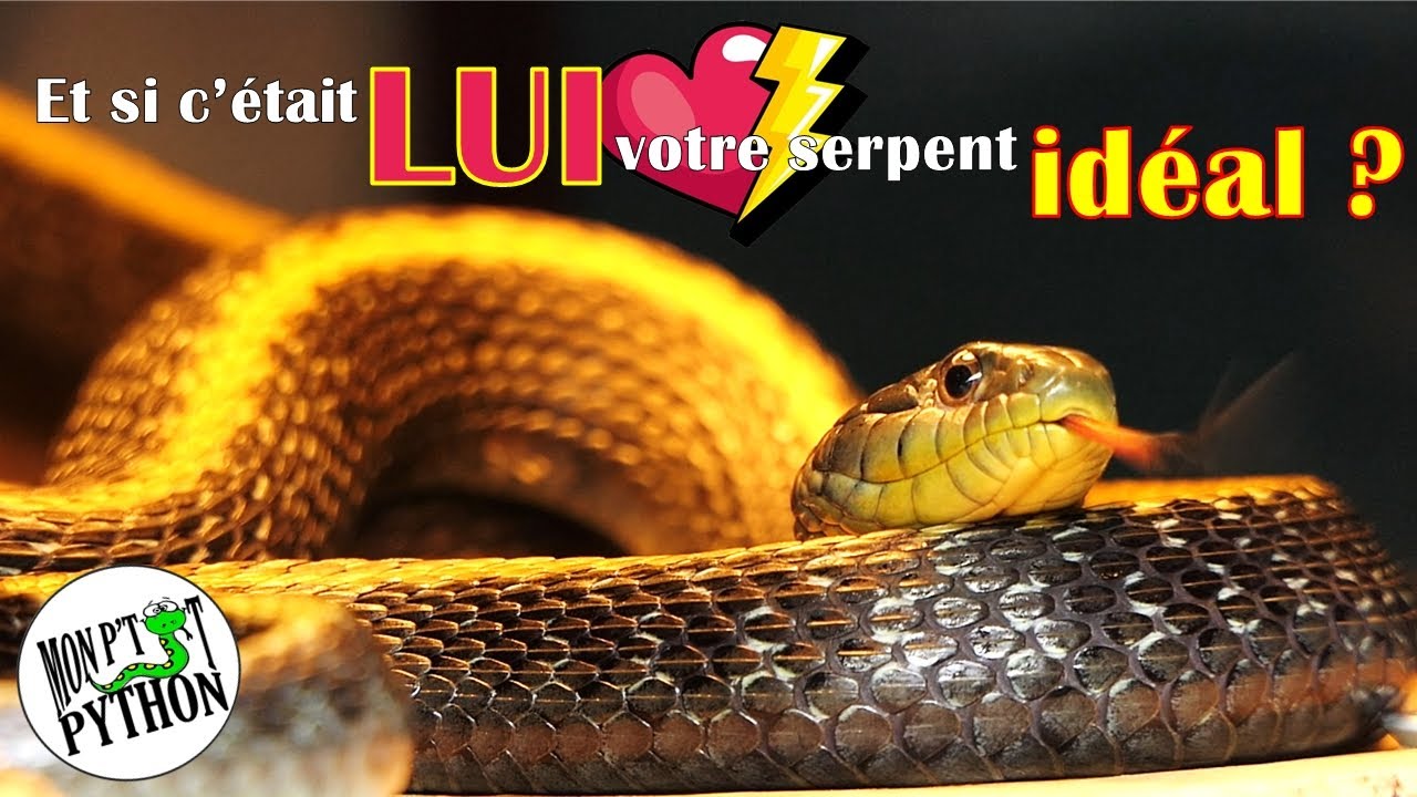 Je vous présente votre futur CRUSH reptile ! (Thamnophis atratus atratus)