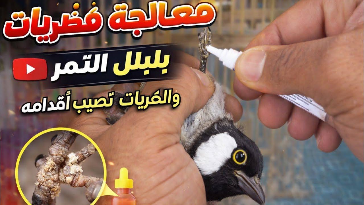 معالجة فطريات التي تصيب اقدام بلبل التمر افضل الطرق وانجحها 