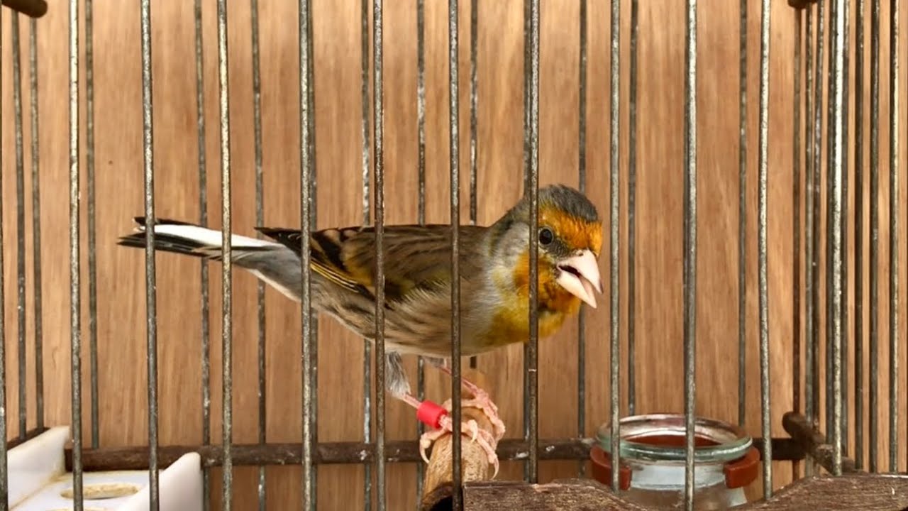‏ Stieglitz mischling Singen / Bird song /Mulet de chardonneret chante / bird chirping