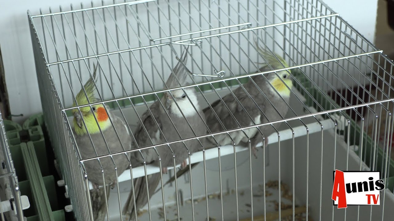 Courçon. 9e bourse aux oiseaux et aux volailles