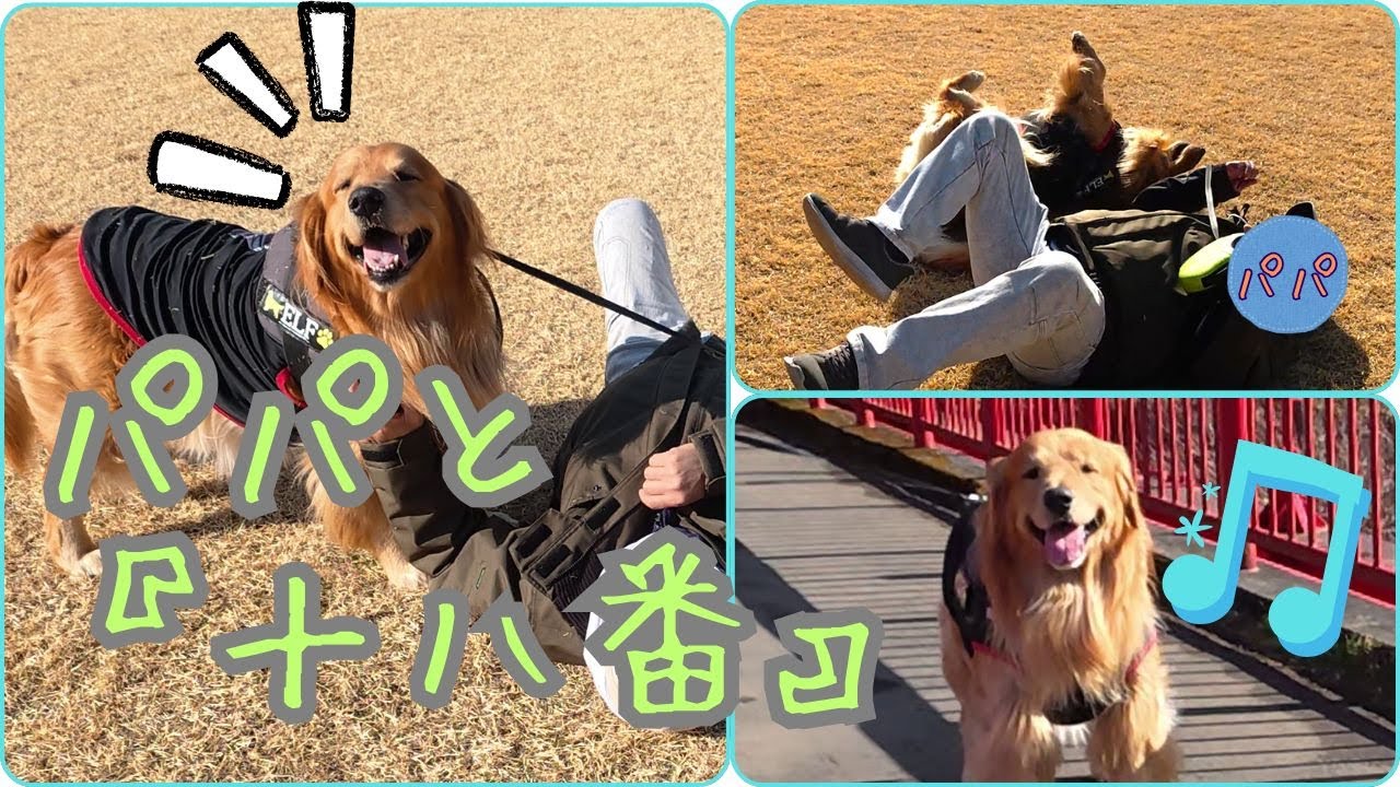 パパのチャレンジに『お手本』を見せる犬🤭 ゴールデンレトリバーエルちゃん