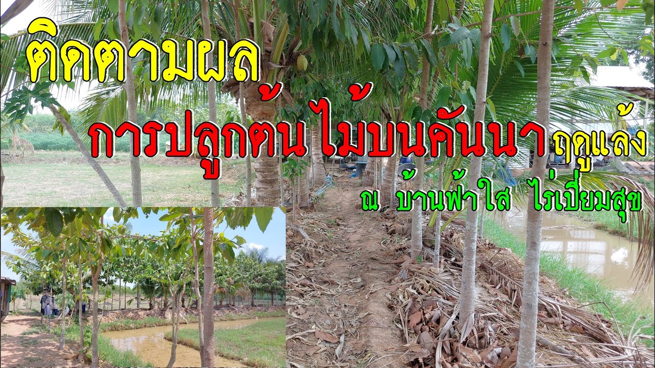 ติดตามผล การปลูกต้นไม้บนคคันนา ตอนนี้ฤดูแล้งจะงามไหม ที่บ้านฟ้าใส ไร่เปี่ยมสุข