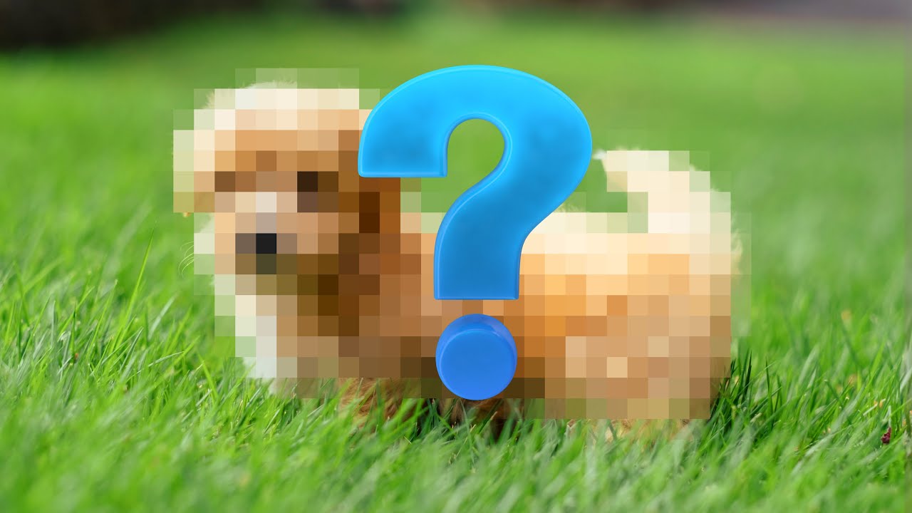 Что такое «Крокетт Дудл»?