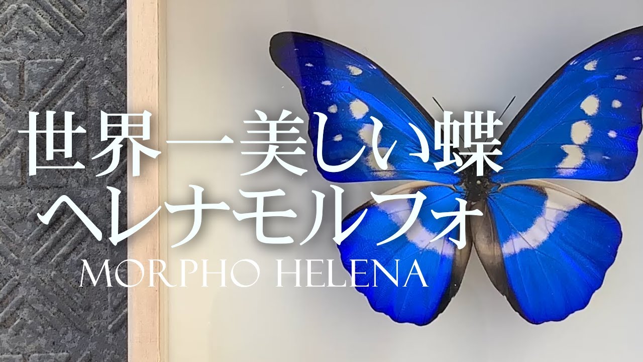 【 世界一美しい蝶 】ヘレナモルフォ 家にあるものだけで修復を試みた！ブルーモルフォ　Morpho rhetenor helena Staudinger　Blue morpho