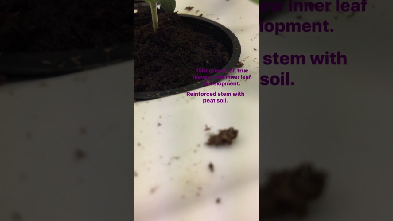 Auto purp feminized grow Pt 9