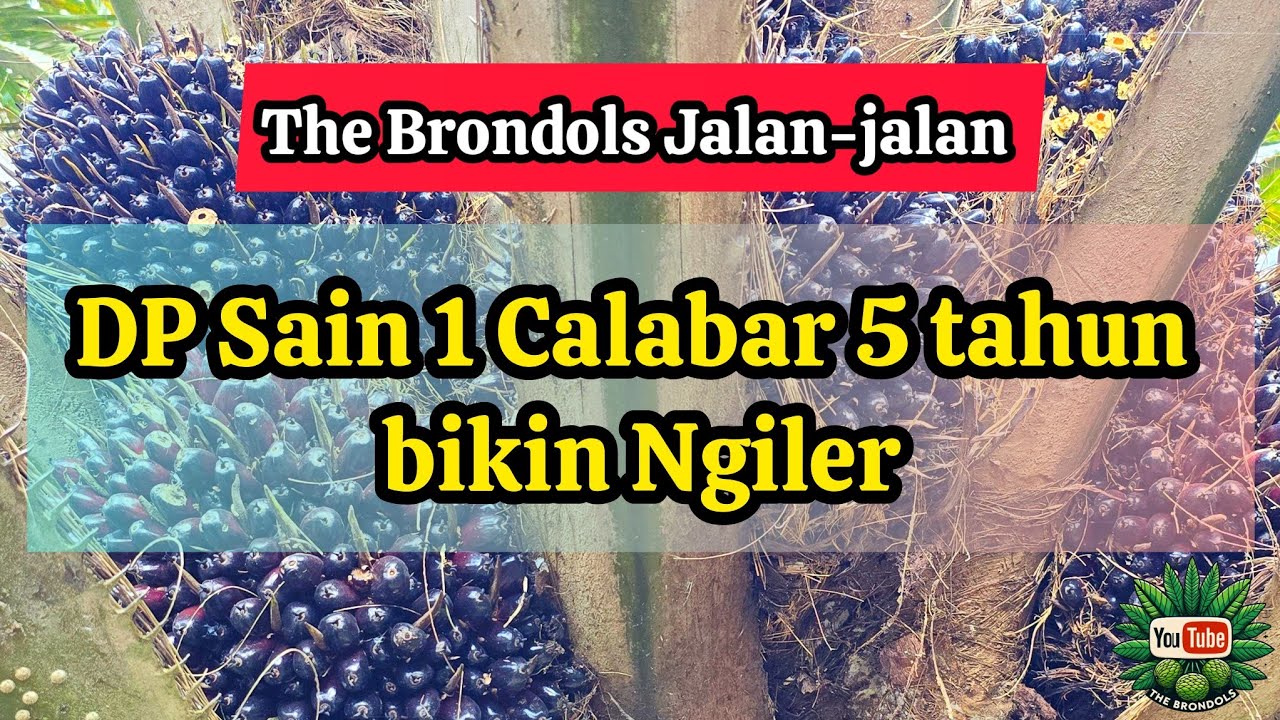 The Brondols Jalan-jalan : DP Sain 1 Calabar 5 tahun bikin Ngiler