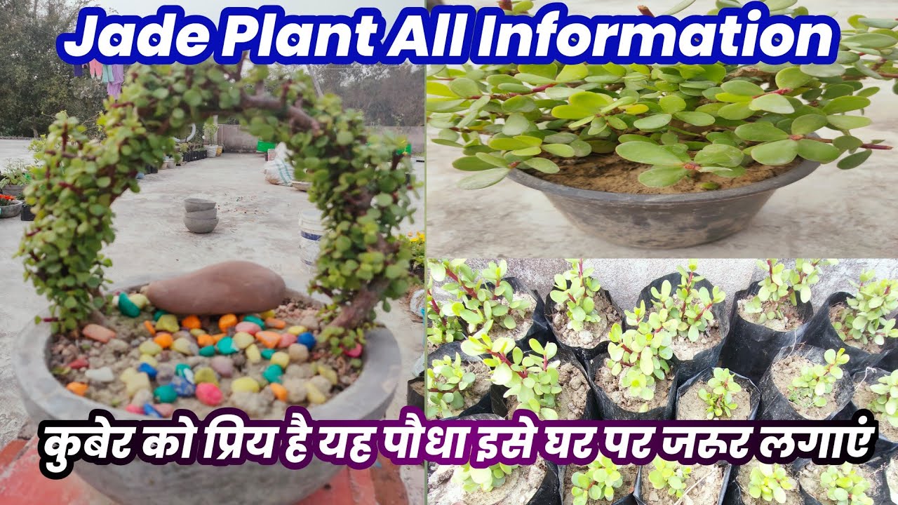 Jade Plant All Information| Jade Plant