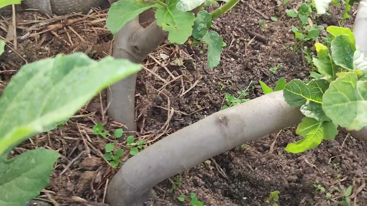 Інжир: два способи вирощування