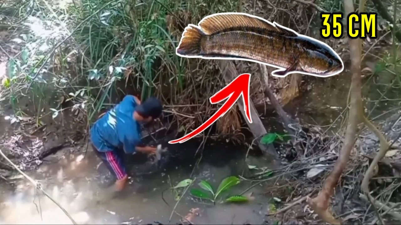 6 Days I hunted this fish in the forest and river