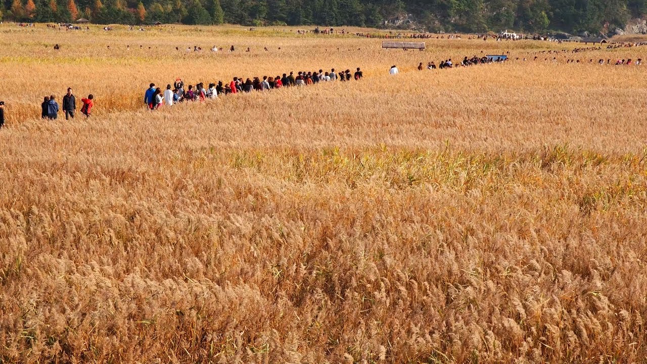 (전라남도여행) 전남 순천만 갈대밭 가을