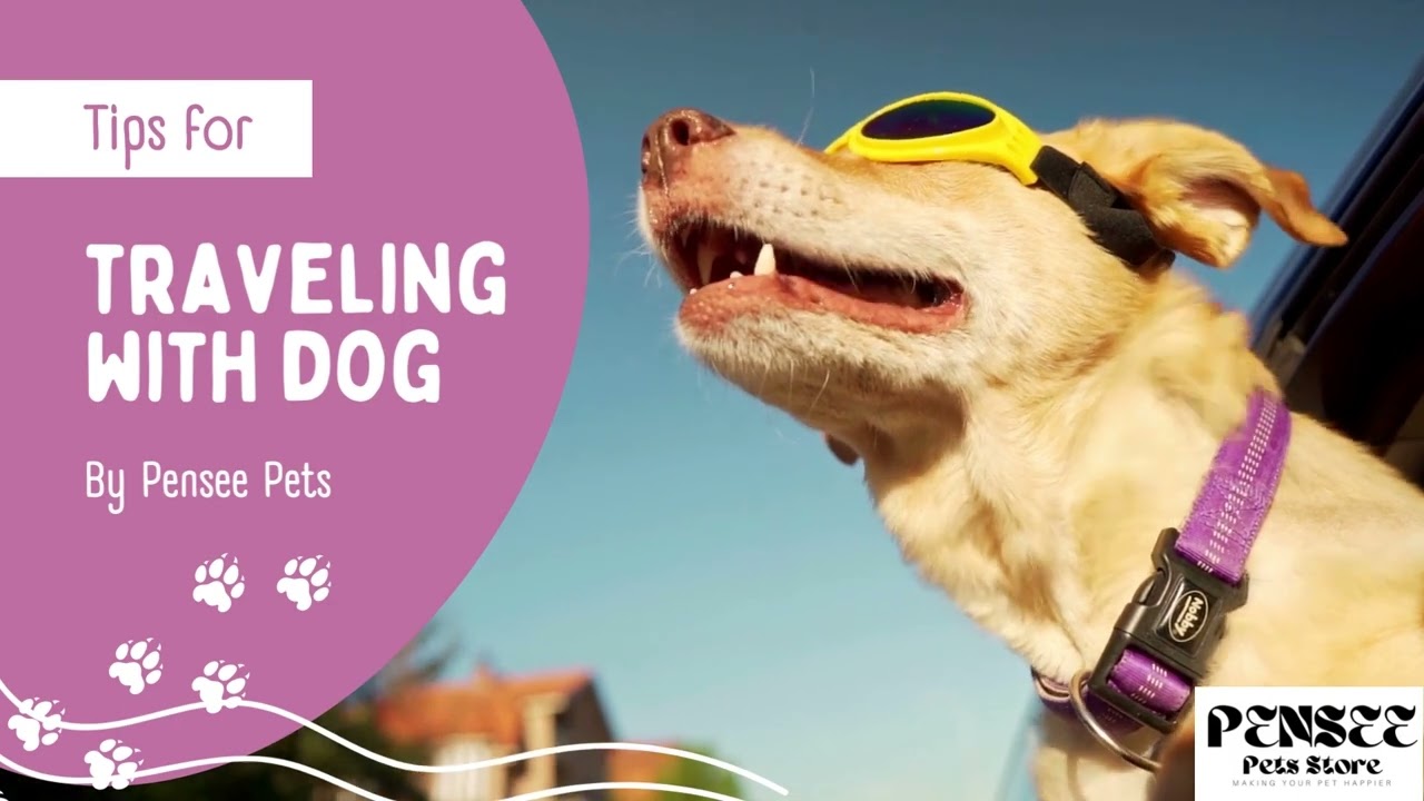 Traveling With Dog