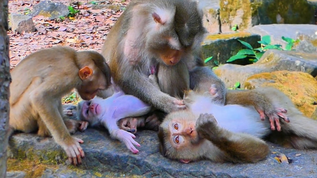 Sweet Monkey Family Libby—Lily kisses her baby brother Levy while Mom Libby grooms Leo. 🩷🐒