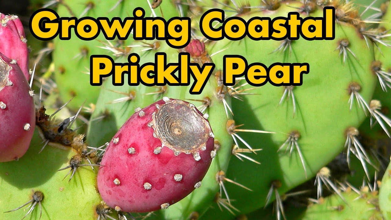 how to grow Coastal prickly pear (Opuntia littoralis) Cactus