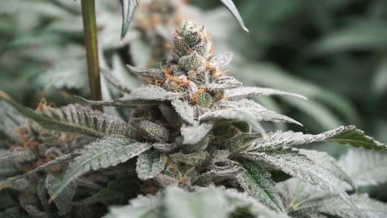 Banana Runtz by Solfire grown with Athena! | Gavita LED |