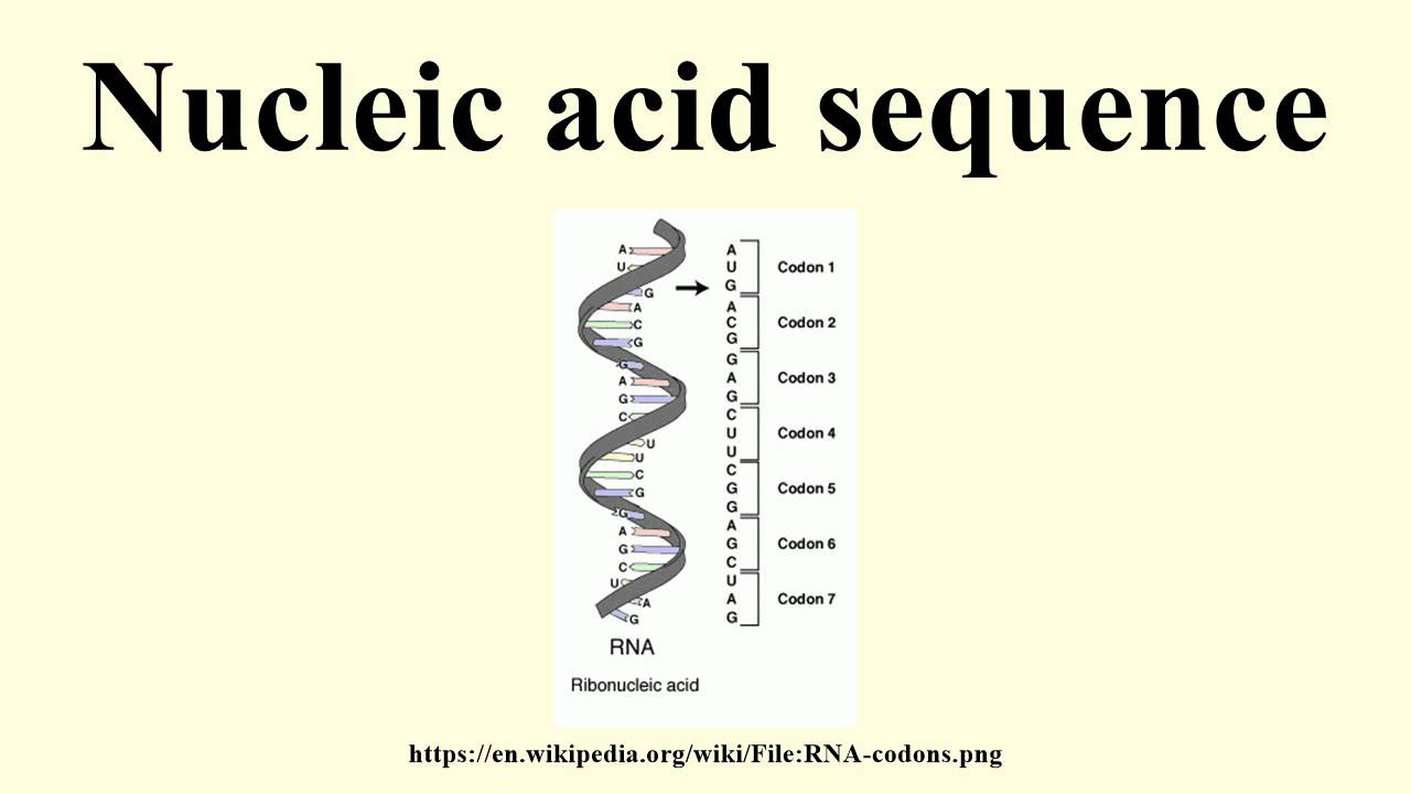 Nucleic acid sequence