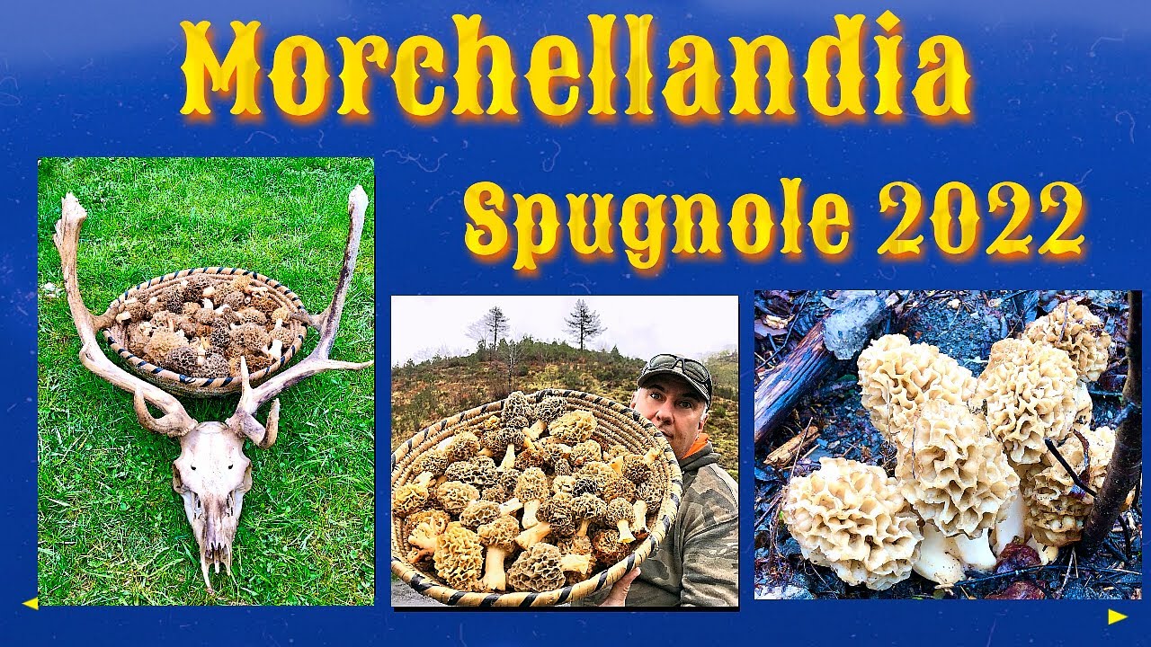 Morchellandia spugnole 2022 [sub Eng]